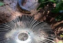 勇敢女孩用电风扇做陷阱抓了一条大水蛇-孙健个人博客