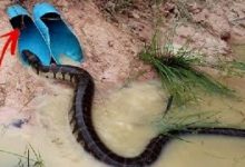 了不起的女孩用PVC管做陷阱抓蛇-孙健个人博客